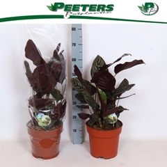 Calathea Sanderiana 24Ø 90cm