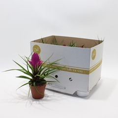 Tillandsia Cyanea Josee 10Ø 30cm