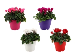 Cyclamen Super Serie Verano 19Ø 30cm