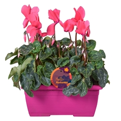 Cyclamen Super Serie Allure 25Ø 30cm