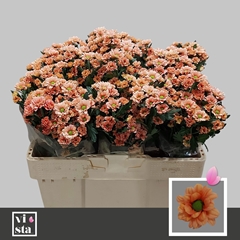 Chrysanth Santini Babette 50cm 24gr.