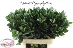 Ruscus Hypophyllum 80cm