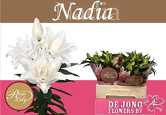 Lily Oriental Double Roselily Nadia 55cm 3+
