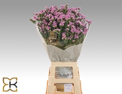 Limonium Sinuatum Fantasia Wings 75cm 40gr.