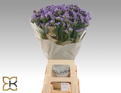 Limonium Sinuatum Sky Wings 75cm 40gr.