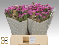 Limonium Sinuatum Heart Wings 60cm 20gr.