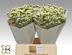 Limonium Sinuatum Starlight Wings 60cm 20gr.