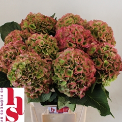Hydrangea White Verena Classic 80cm 20-22cm Hd