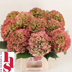 Hydrangea White Verena Classic 60cm 16-18cm Hd
