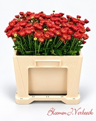 Chrysanth Spray Blenda Salmon 50cm 50gr.