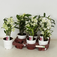 Dendrobium Star Class Apollon 12Ø 35cm 2st