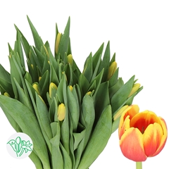 Tulip Single Denmark 40cm 40gr.