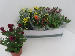 Chrysanth Mix 6 Mix 12Ø 25cm