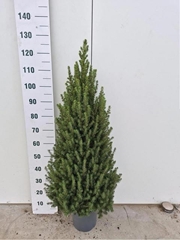 Picea Conica 24Ø 125cm