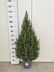 Picea Conica 24Ø 120cm