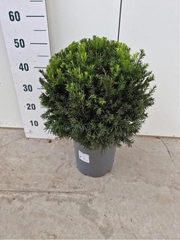 Taxus Greenland 24Ø 55cm