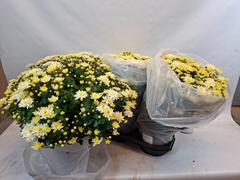 Chrysanthemum Blooming Beauty Mix 19Ø 45cm