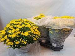 Chrysanthemum Blooming Beauty Mix 19Ø 45cm