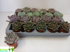 Echeveria Mix 5Ø 7cm