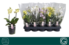 Phalaenopsis Multiflora Mix 3 Colours 12Ø 35cm 2st