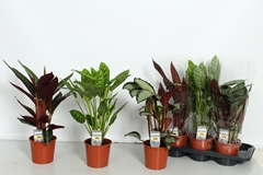 Calathea Mixed 4 Varietys 17Ø 60cm