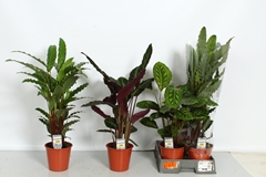 Calathea Mixed 4 Varietys 19Ø 75cm
