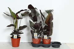 Calathea Sanderiana 19Ø 70cm