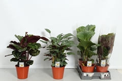 Calathea Mixed 4 Varietys 19Ø 60cm