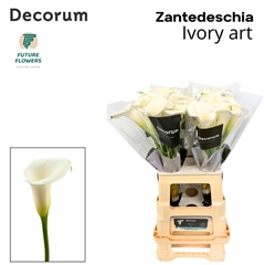 Zantedeschia Ivory Art 65cm