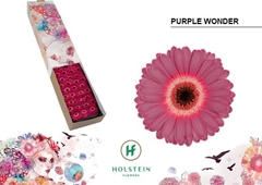 Gerbera Mini Black Center Purple Wonder 45cm 7cm Hd