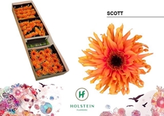 Gerbera Curly Gerpasta Scott 45cm 10cm Hd