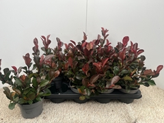 Photinia Little Red Robin 13Ø 20cm