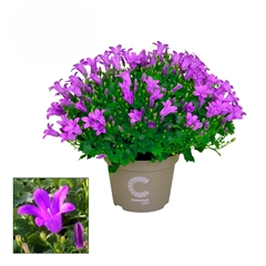 Campanula Porto 11Ø 17cm