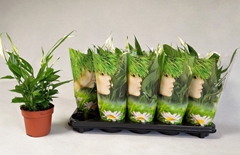 Spathiphyllum Alana 12Ø 35cm