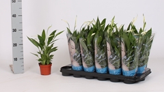 Spathiphyllum Alana 9Ø 30cm