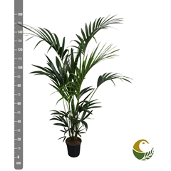 Howea Forsteriana 21Ø 160cm
