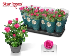 Rosa Tunesie Star 10Ø 26cm