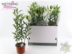 Lily Oriental Sunny Double Bounty 17Ø 68cm