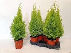Cupressus Goldcrest Wilma 17Ø 70cm