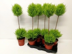 Cupressus Goldcrest Shapes 17Ø 80cm