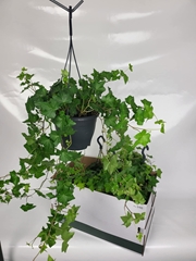 Hedera Helix Brigitte 19Ø 70cm