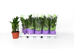 Zamioculcas 12Ø 35cm