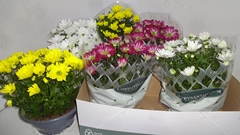 Chrysanth Mix 3 Colours 23Ø 30cm