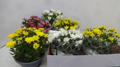 Chrysanth Mix 3 Colours 23Ø 30cm