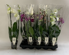 Phalaenopsis Mix 12Ø 60cm 3st