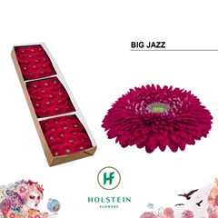 Gerberal Sphere Gerponi Big Jazz 45cm 10cm Hd