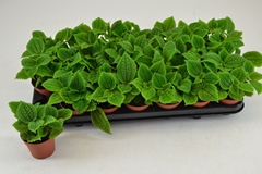 Pilea Moon Valley 8Ø 10cm