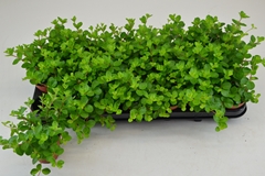 Peperomia Rotundifolia 8Ø 12cm