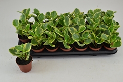 Peperomia Obtusifolia Variegata 8Ø 12cm