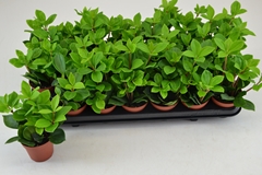 Peperomia Pereskiifolia 8Ø 15cm